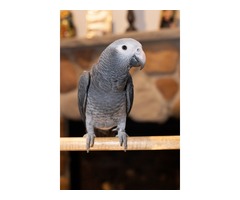 Timneh African Grey Baby | free-classifieds-usa.com - 1