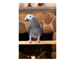 Timneh African Grey Baby | free-classifieds-usa.com - 2