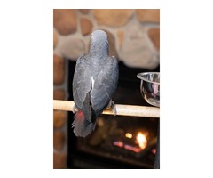 Timneh African Grey Baby | free-classifieds-usa.com - 3
