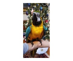 Beautiful Blue and Gold macaw baby  | free-classifieds-usa.com - 2