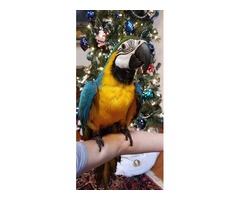 Beautiful Blue and Gold macaw baby  | free-classifieds-usa.com - 3