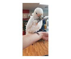 Adorable and friendly Goffin cockatoo is avaible | free-classifieds-usa.com - 2