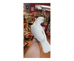 Adorable and friendly Goffin cockatoo is avaible | free-classifieds-usa.com - 3