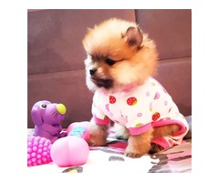 Pomeranian BOO puppies | free-classifieds-usa.com - 1