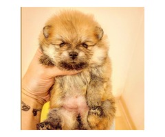 Pomeranian BOO puppies | free-classifieds-usa.com - 2