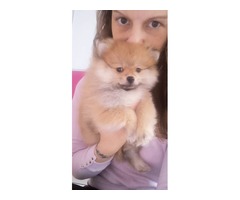 Pomeranian BOO puppies | free-classifieds-usa.com - 3