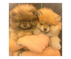 Pomeranian BOO puppies | free-classifieds-usa.com - 4