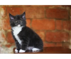 Super cute Maine coon kitten (video) | free-classifieds-usa.com - 2