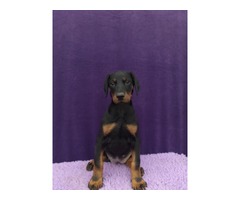 Doberman Pinscher puppies | free-classifieds-usa.com - 3