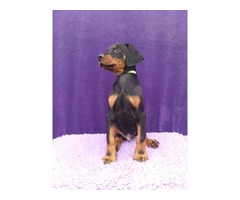 Doberman Pinscher puppies | free-classifieds-usa.com - 4