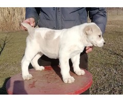 Central Asian Shepherd Dog puppies | free-classifieds-usa.com - 4