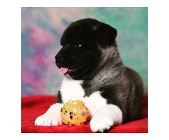 American akita puppies | free-classifieds-usa.com - 1