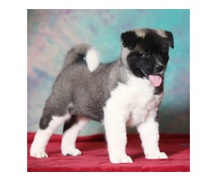 American akita puppies | free-classifieds-usa.com - 2