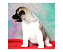 American akita puppies | free-classifieds-usa.com - 3