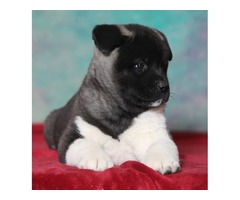 American akita puppies | free-classifieds-usa.com - 4