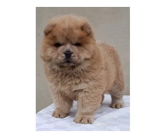  Chow chow puppy | free-classifieds-usa.com - 1