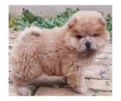  Chow chow puppy | free-classifieds-usa.com - 2