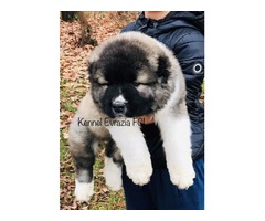 Caucasian shepherd puppies - high quality - best offer | free-classifieds-usa.com - 1