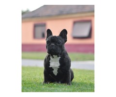 Beautiful french bulldog male is ready for his new lovely home | free-classifieds-usa.com - 1