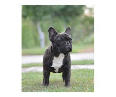 Beautiful french bulldog male is ready for his new lovely home | free-classifieds-usa.com - 3