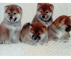 Shiba inu puppies  | free-classifieds-usa.com - 1