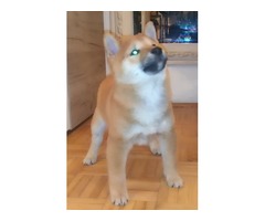 Shiba inu puppies  | free-classifieds-usa.com - 2