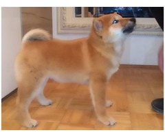 Shiba inu puppies  | free-classifieds-usa.com - 3