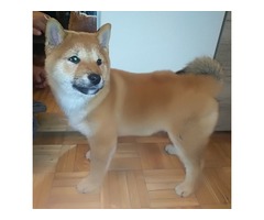 Shiba inu puppies  | free-classifieds-usa.com - 4