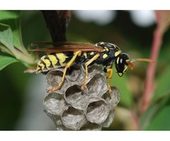 Wasp Pest Control Service | free-classifieds-usa.com - 1
