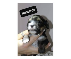 Havanese bichon puppies | free-classifieds-usa.com - 3