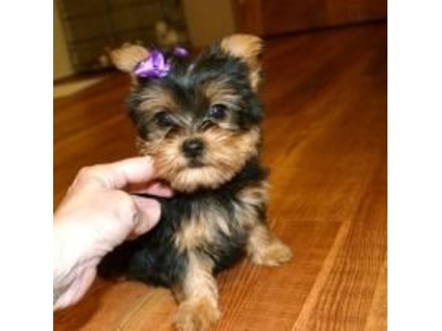 Mini Yorkie puppy Free to Good home Animals Angwin