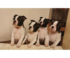  Boston terrier puppies | free-classifieds-usa.com - 1