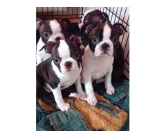  Boston terrier puppies | free-classifieds-usa.com - 2
