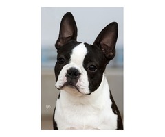  Boston terrier puppies | free-classifieds-usa.com - 4