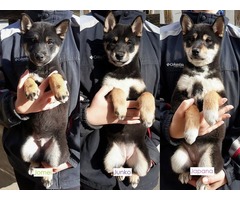 Shiba Inu puppies for sale | free-classifieds-usa.com - 1