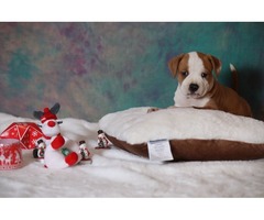 American Staffordshire Terrier puppies | free-classifieds-usa.com - 1