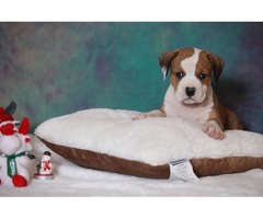 American Staffordshire Terrier puppies | free-classifieds-usa.com - 2