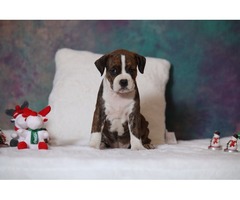American Staffordshire Terrier puppies | free-classifieds-usa.com - 3