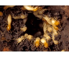 Termite Control Services in San Angelo,TX | free-classifieds-usa.com - 1