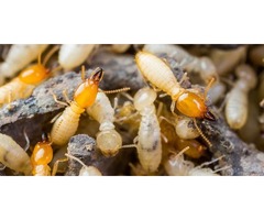 Termite Control Services in San Angelo,TX | free-classifieds-usa.com - 2