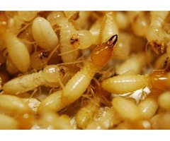 Termite Control Services in San Angelo,TX | free-classifieds-usa.com - 3