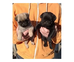 Pug puppies  | free-classifieds-usa.com - 1