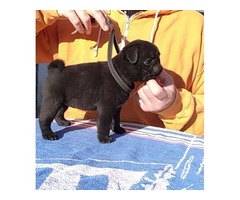 Pug puppies  | free-classifieds-usa.com - 3