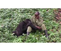 Tour Uganda and Rwanda | free-classifieds-usa.com - 3