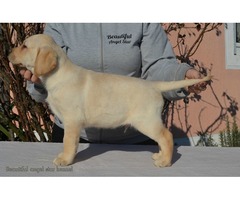 Labrador retriever puppies | free-classifieds-usa.com - 1