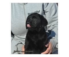 Labrador retriever puppies | free-classifieds-usa.com - 4