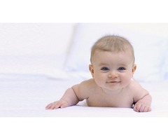 Best Sarasota Adoption Canter – Free Adoption Support Services! | free-classifieds-usa.com - 1