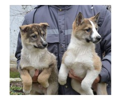West siberian laika puppies | free-classifieds-usa.com - 1