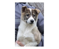 West siberian laika puppies | free-classifieds-usa.com - 2