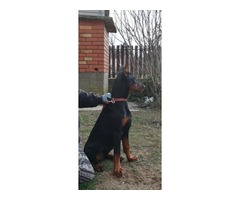 Doberman pinscher puppy | free-classifieds-usa.com - 3